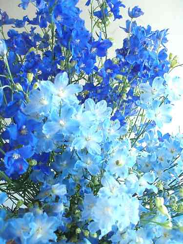好きな花はなんですか？