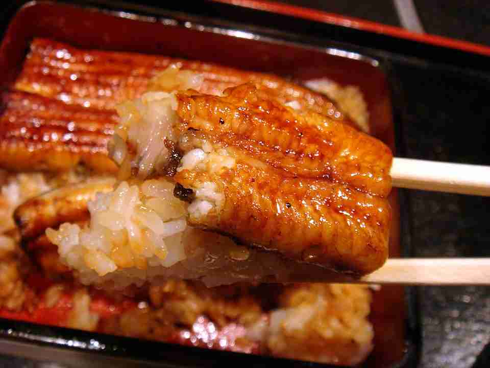 【朗報】今年のウナギ、稚魚豊漁で価格が一斉に下がる可能性!