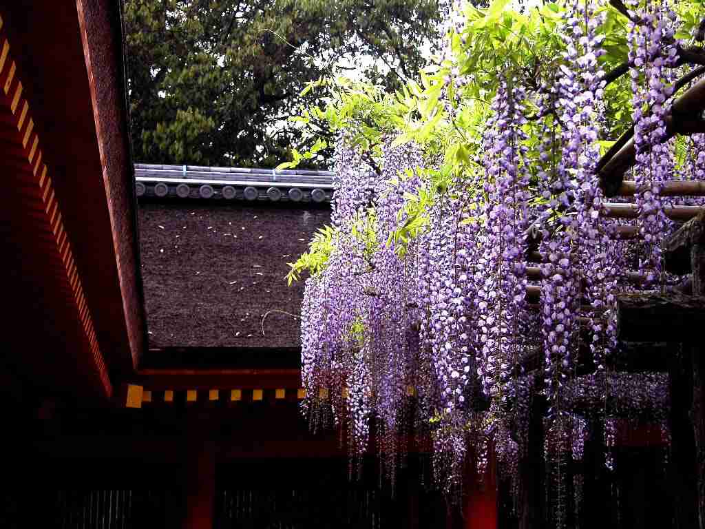 好きな花はなんですか？