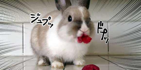 口紅？吸血鬼？ラズベリーを頬張るウサギがかわいいと話題に
