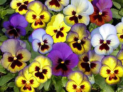 好きな花はなんですか？