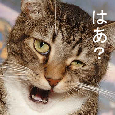 コメントのレスに使える画像貼っていきませんか?♡