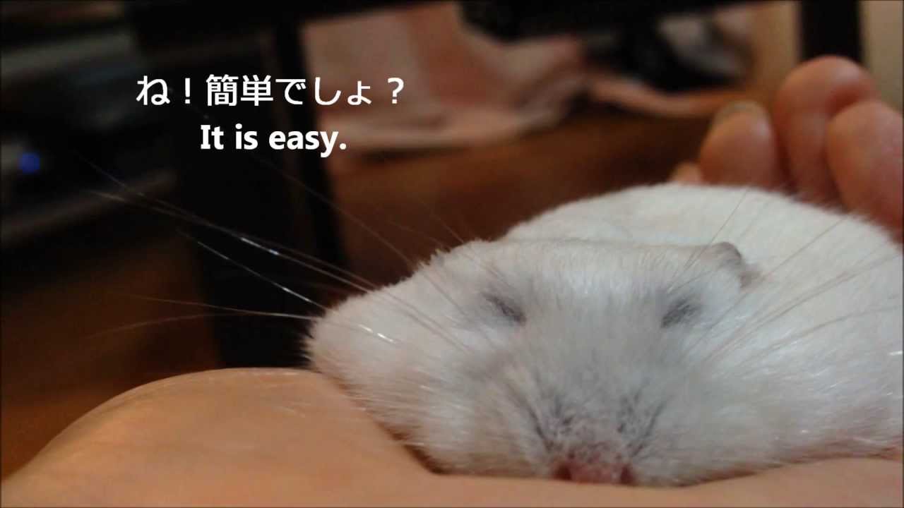 うす～いハムスターの作り方　How to make thin hamster - YouTube
