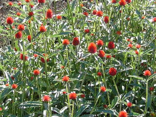 好きな花はなんですか？
