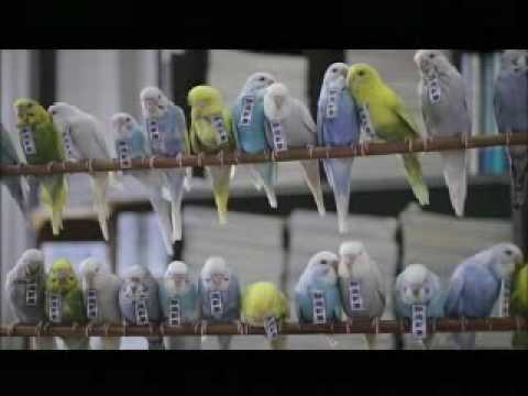 インコ式静岡新聞 ３０秒ver.(budgies' news service of Shizuoka Newspaper in 2030) - YouTube