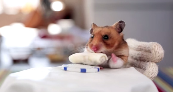 ハムスターの為に用意された晩餐会が可愛すぎるwww