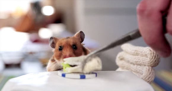 ハムスターの為に用意された晩餐会が可愛すぎるwww