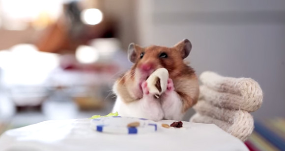 ハムスターの為に用意された晩餐会が可愛すぎるwww