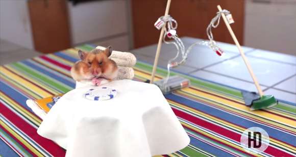 ハムスターの為に用意された晩餐会が可愛すぎるwww