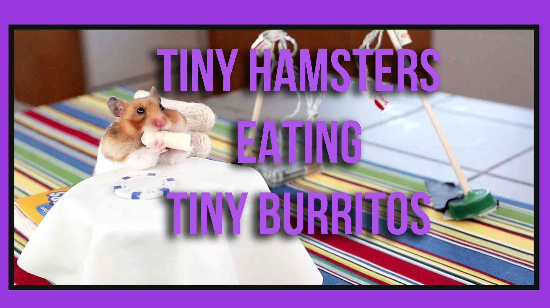 Tiny Hamsters Eating Tiny Burritos - Episode 1 - YouTube
