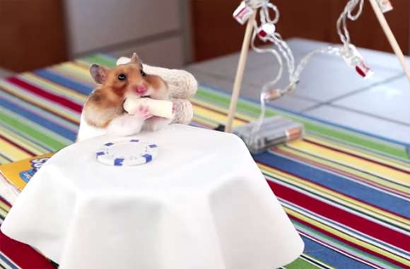 全てはハムスター先輩の為、シェフが細心の注意を払い作ったハムスターサイズのブリトーで晩餐会 : カラパイア