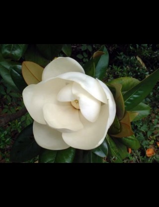 好きな花はなんですか？