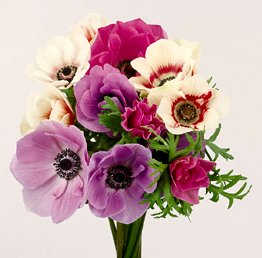 好きな花はなんですか？