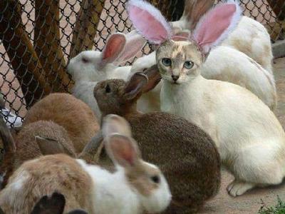 「かぶっても、かぶられても…かわいい！」動物たちの変身した姿いろいろ