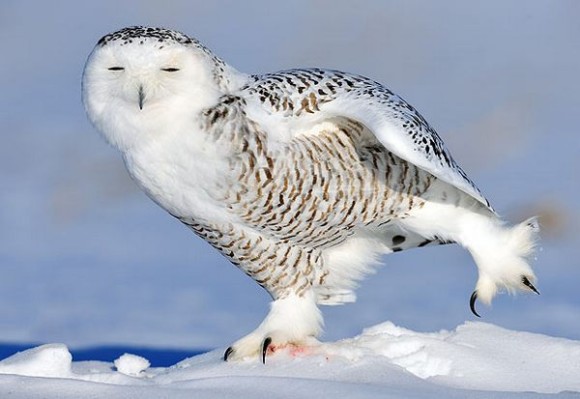 ナイスシャッターチャンス！まるで踊っているかのような動物たちのポージング写真