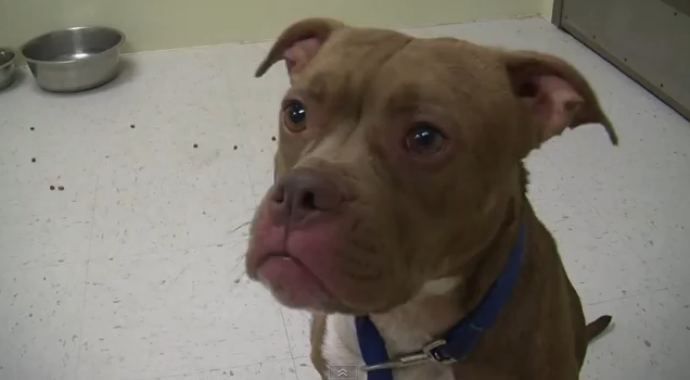 「耳が聴こえない犬とコミュニケーションを取るために手話を教えた女性」のストーリーに涙！ そして感動の結末を迎えることに | ロケットニュース24