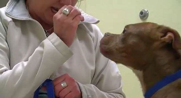 「耳が聴こえない犬とコミュニケーションを取るために手話を教えた女性」のストーリーに涙! そして感動の結末を迎えることに