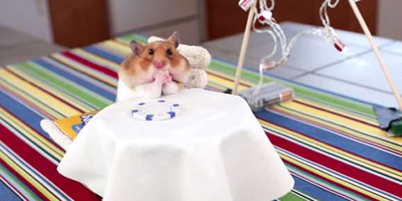 ハムスターの為に用意された晩餐会が可愛すぎるwww