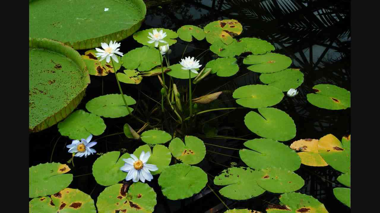 カノン（パッヘルベル） - YouTube