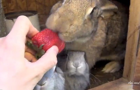 口紅？吸血鬼？ラズベリーを頬張るウサギがかわいいと話題に