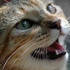 〓 ねこメモ 〓