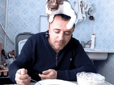 猫が人の邪魔をするのはなぜ？ 