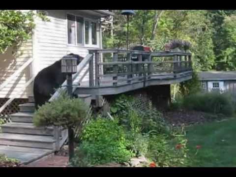 The Bear Meets Nishanto - YouTube