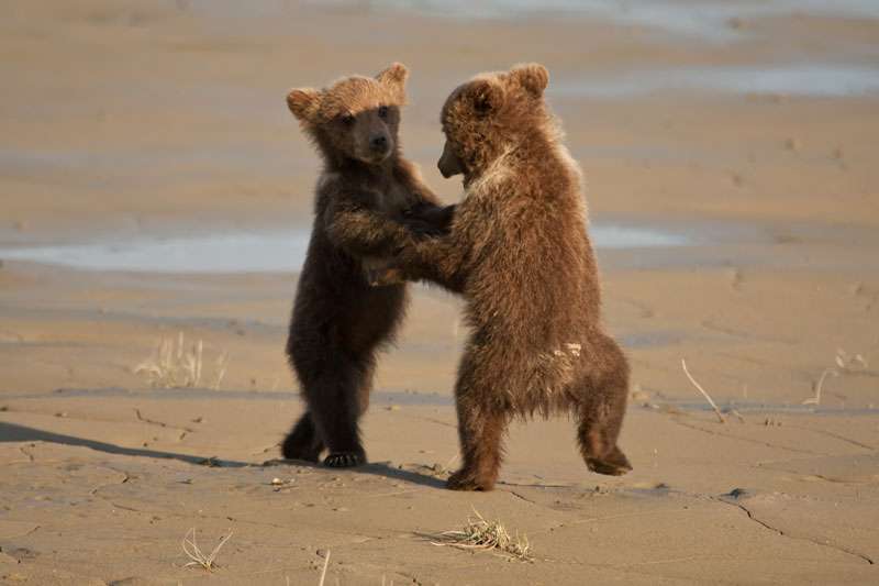 ナイスシャッターチャンス！まるで踊っているかのような動物たちのポージング写真
