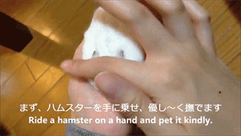 ハムスターの為に用意された晩餐会が可愛すぎるwww