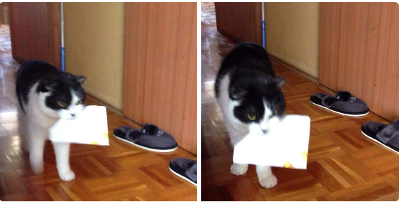 【画像】猫の郵便屋さんが可愛い