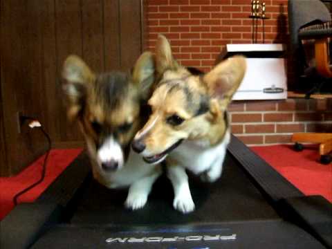 Two Corgis on a Treadmill - YouTube