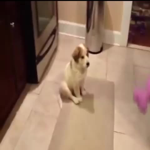 Teaching a puppy how to catch#Cute #DogsFrom YouTuber: 2goldogs