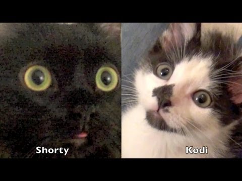 How to introduce 2 cats to each other - YouTube