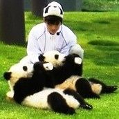 パンダ繁殖13頭！意外に知られてない“和歌山のアドベンチャーワールド”の実績 - NAVER まとめ