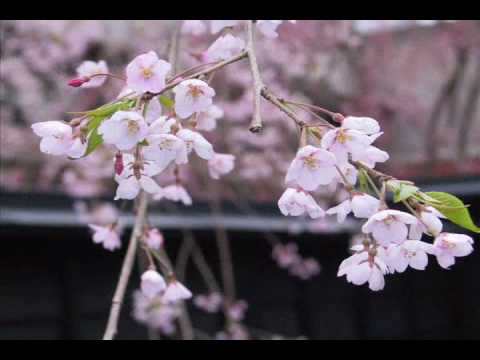 さくら－sakura－　高野健一　さくらさくら会いたいよ - YouTube