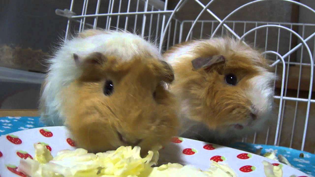 キャベツを食べるモルモット父子　Guinea pig father and son who eats cabbage - YouTube
