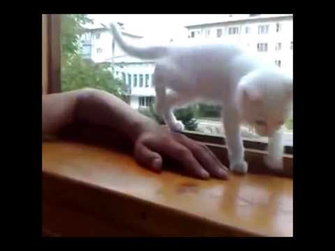 心配性な子猫　飼い主を助けたい - YouTube