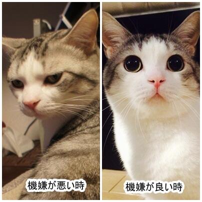 ネコの機嫌の良いとき・悪いときの落差が激しいww