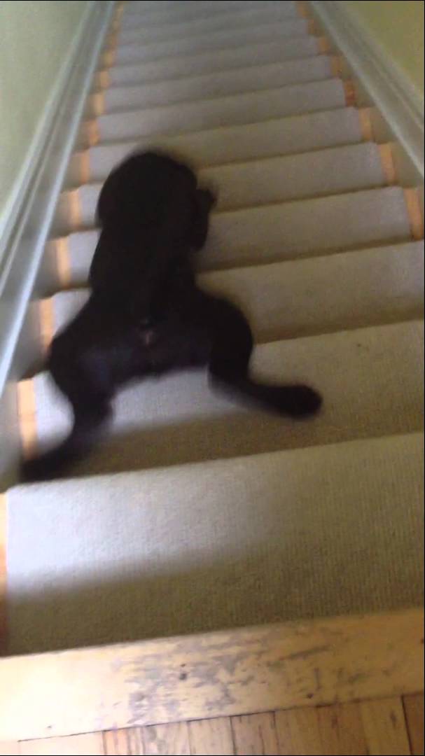 新しい階段の下り方を開発してしまった犬 - YouTube