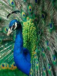 空を飛ぶクジャクが神々しすぎるｗｗ