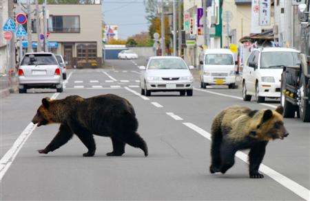 クマが散歩中の男性襲う　金沢、飼い犬が立ち向かい３頭追い払う