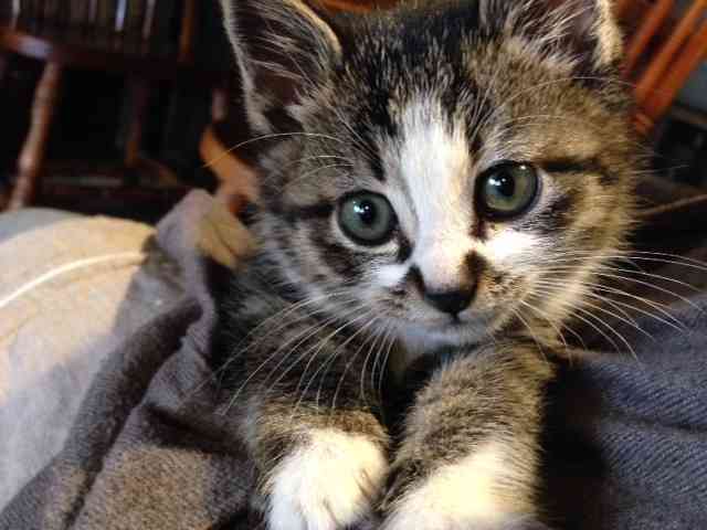 ガルちゃんで画像(サイト)を貼り付ける方法＆練習Part3