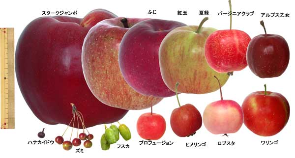 これが伝説の禁断の果実か!突然変異の「キメラリンゴ」が凄い