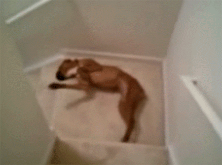 疲れ切って脱力しまくった犬がかわいいww