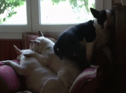 疲れ切って脱力しまくった犬がかわいいww