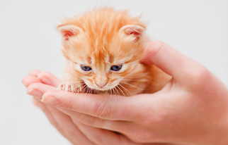 ガルちゃんで画像(サイト)を貼り付ける方法＆練習Part3