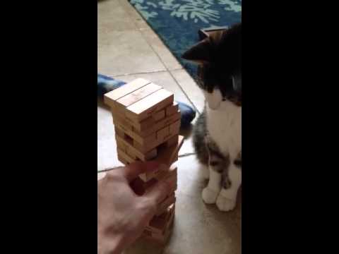 Jenga Cat - YouTube