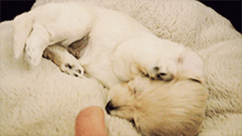 疲れ切って脱力しまくった犬がかわいいww