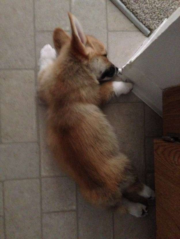 疲れ切って脱力しまくった犬がかわいいww