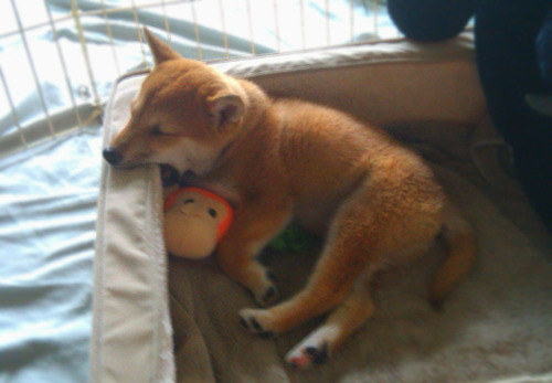疲れ切って脱力しまくった犬がかわいいww